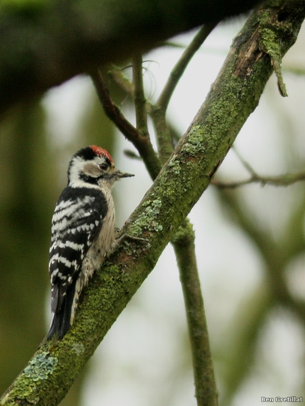Photo Oiseaux Pic épeichette (Dendrocopos minor) mâle