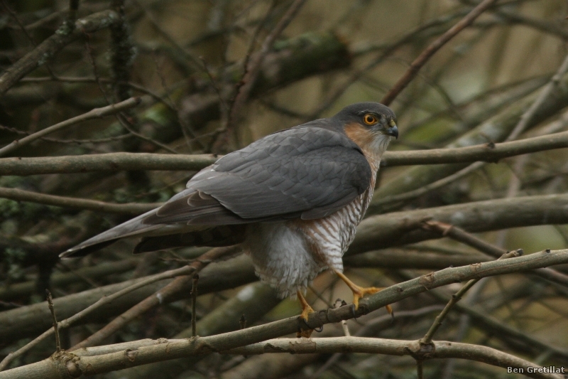Photo Oiseaux Épervier d'Europe (Accipiter nisus)