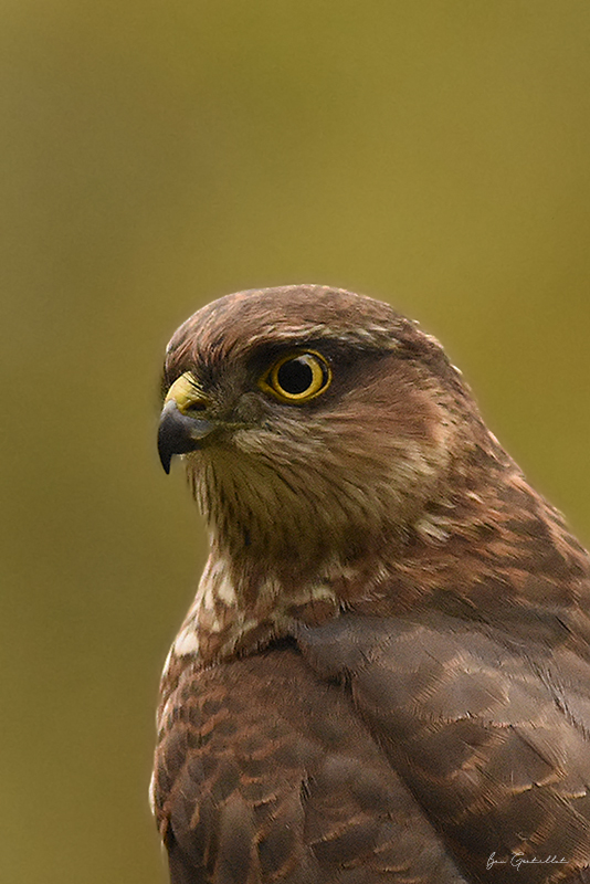 Photo Oiseaux Épervier d'Europe (Accipiter nisus)