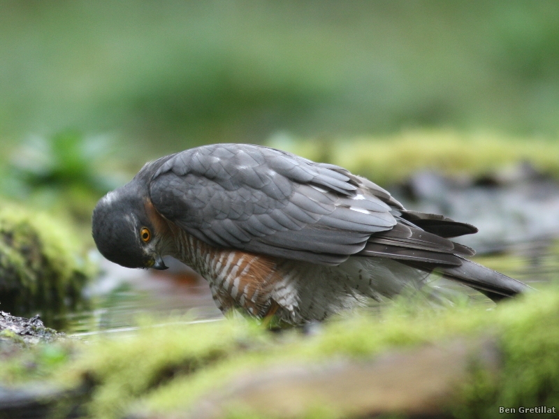 Photo Oiseaux Épervier d'Europe (Accipiter nisus)