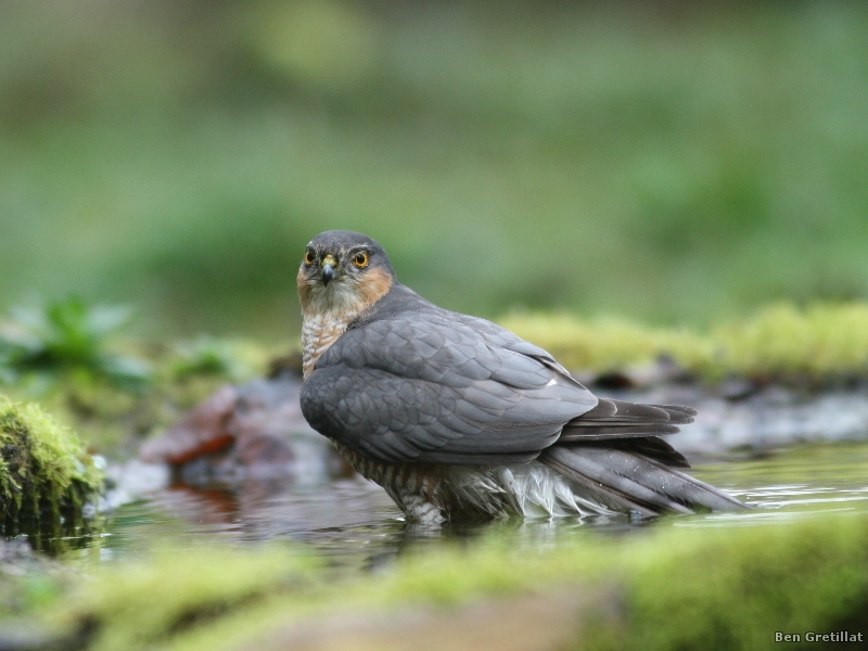 Photo Oiseaux Épervier d'Europe (Accipiter nisus)