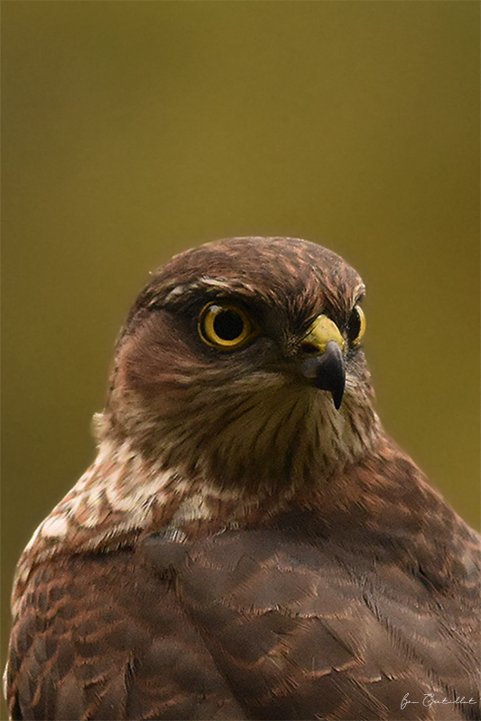 Photo Oiseaux Épervier d'Europe (Accipiter nisus)
