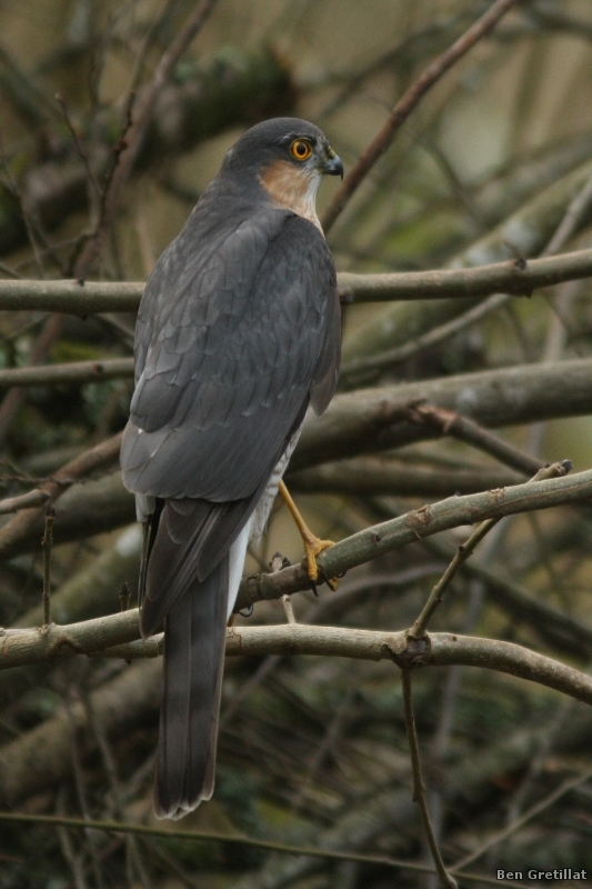 Photo Oiseaux Épervier d'Europe (Accipiter nisus)