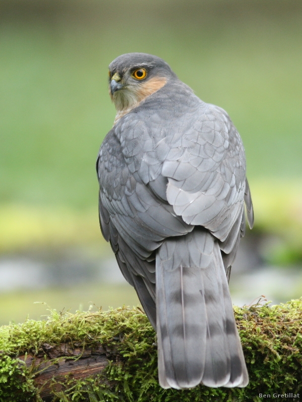Photo Oiseaux Épervier d'Europe (Accipiter nisus)