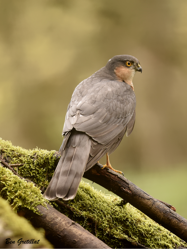 Photo Oiseaux Épervier d'Europe (Accipiter nisus)