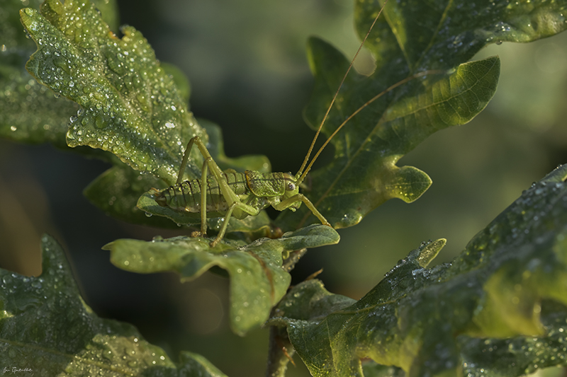Photo Insectes  Ephippigère carénée (Uromenus rugosicollis)
