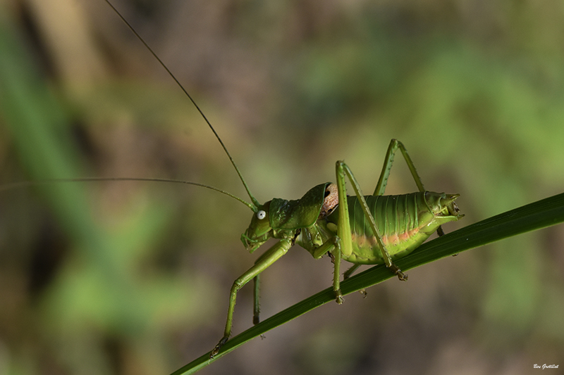 Photo Insectes  Ephippigère carénée (Uromenus rugosicollis)