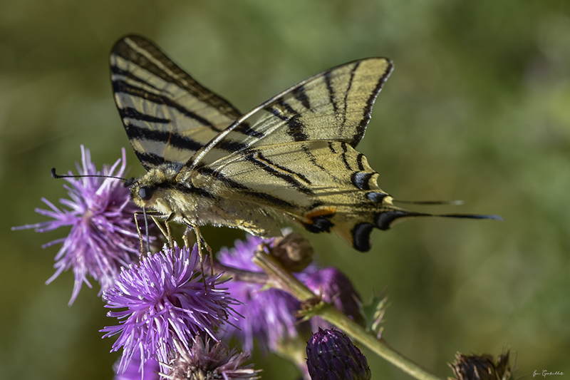 Photo Insectes Flambé (Iphiclides podalirius)