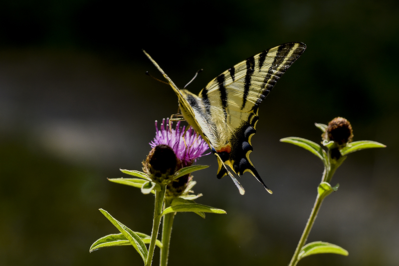 Photo Insectes Flambé (Iphiclides podalirius)