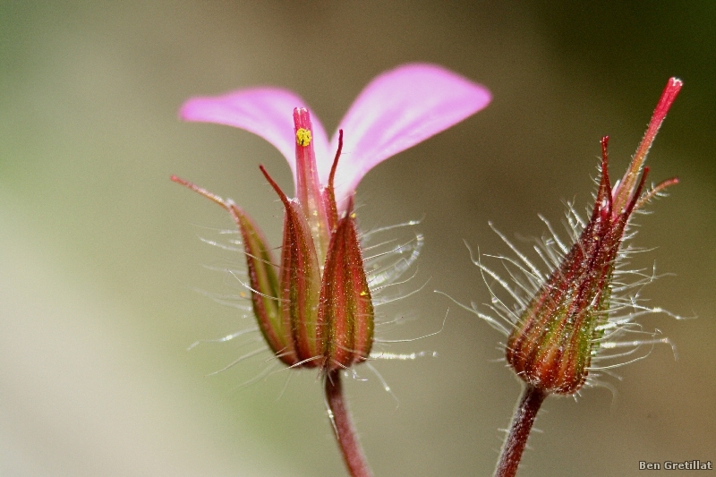 Photo Flore Géranium Herbe à Robert (Geranium robertianum)