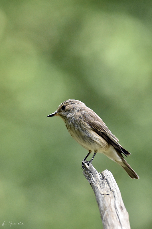 Photo Oiseaux Gobemouche gris (Muscicapa striata)