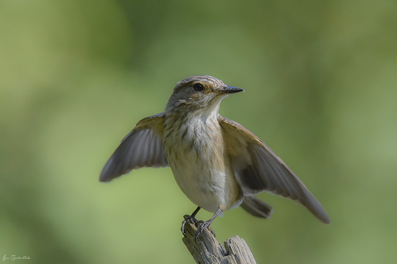 Photo Oiseaux Gobemouche gris (Muscicapa striata)
