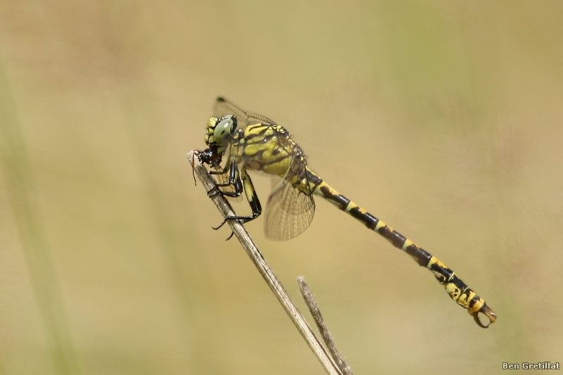 Photo Insectes Gomphe à pinces (Onychogomphus forcipatus)