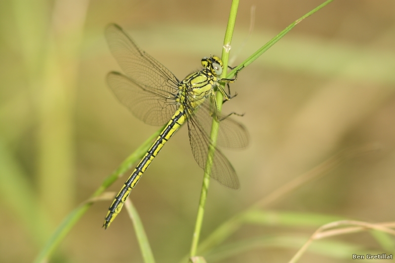 Photo Insectes Gomphe joli (Gomphus pulchellus)