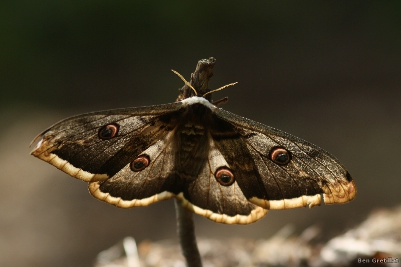 Photo Insectes Grand Paon de Nuit (Saturnia pyri)