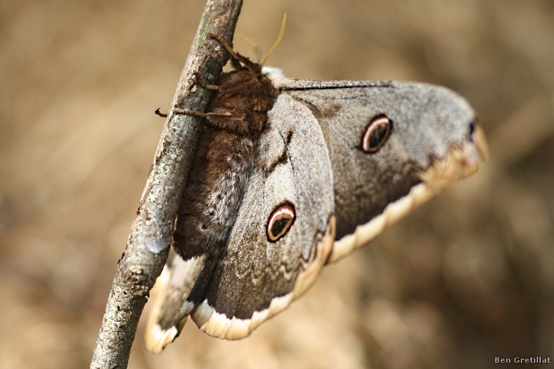 Photo Insectes Grand Paon de Nuit (Saturnia pyri)