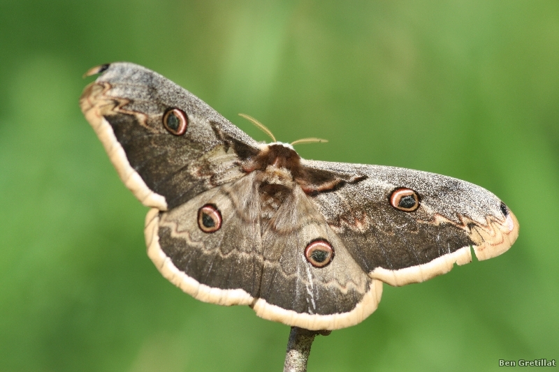 Photo Insectes Grand Paon de Nuit (Saturnia pyri)