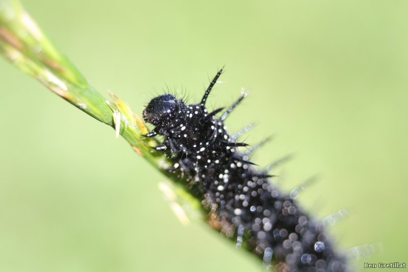 Photo Insectes Paon du jour (Aglais io)