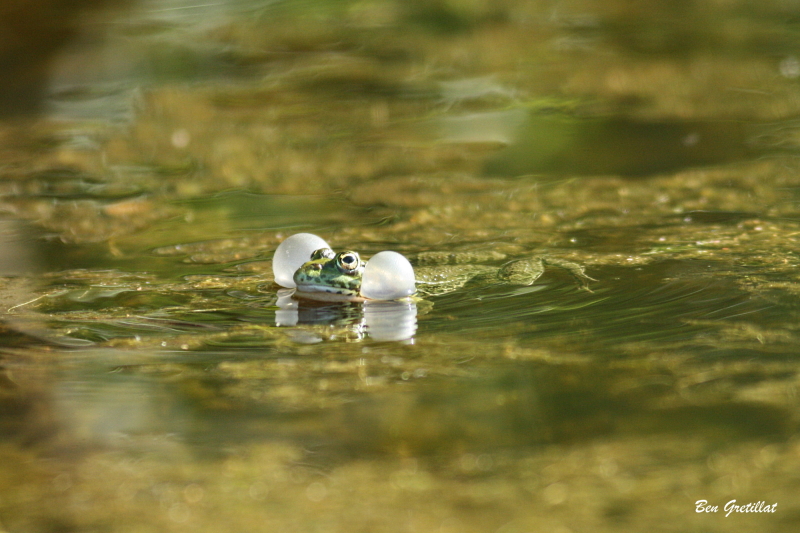 Photo Amphibiens Grenouille verte 