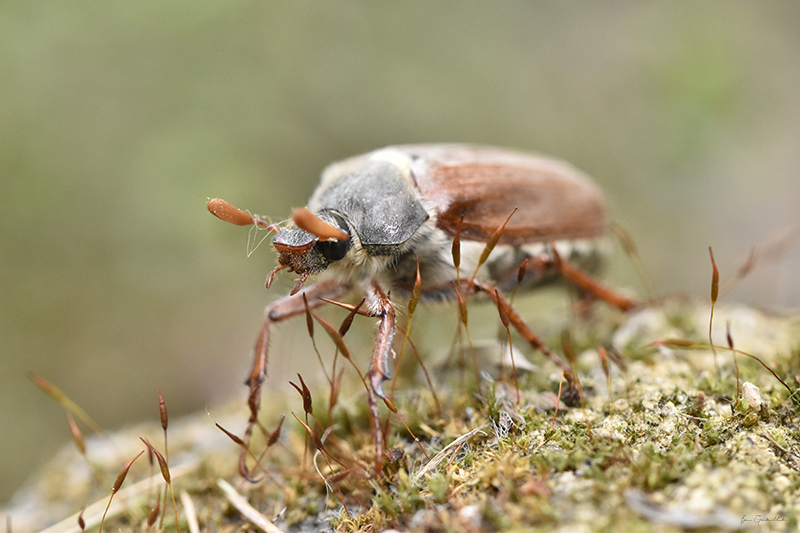 Photo Insectes Hanneton Commun (Melolontha melolontha)