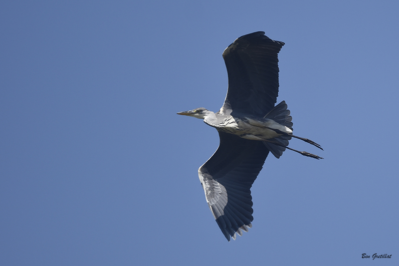 Photo Oiseaux Héron cendré (Ardea cinerea)