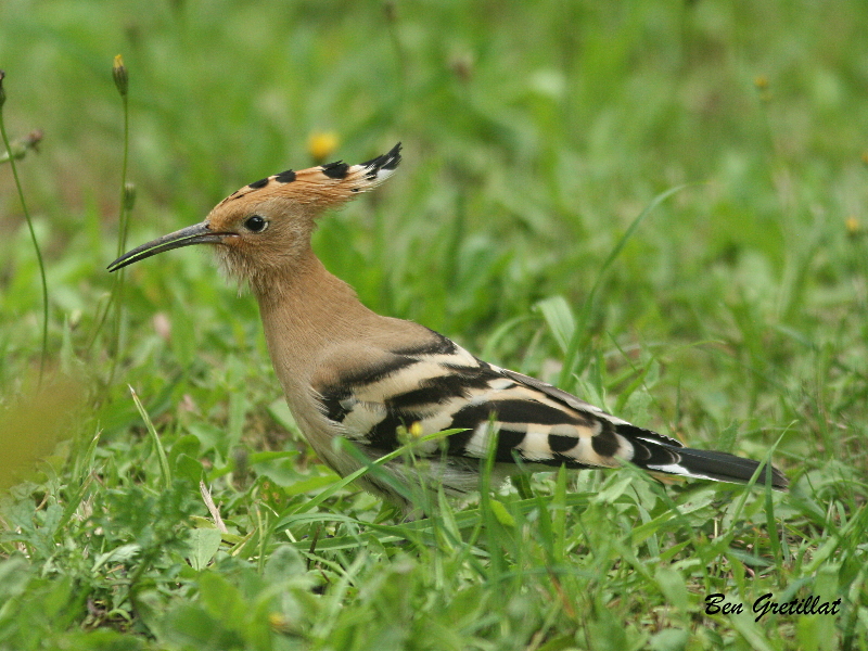 Photo Oiseaux Huppe fasciée (Upupa epops)