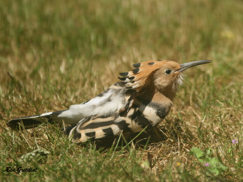 Photo Oiseaux Huppe fasciée (Upupa epops)