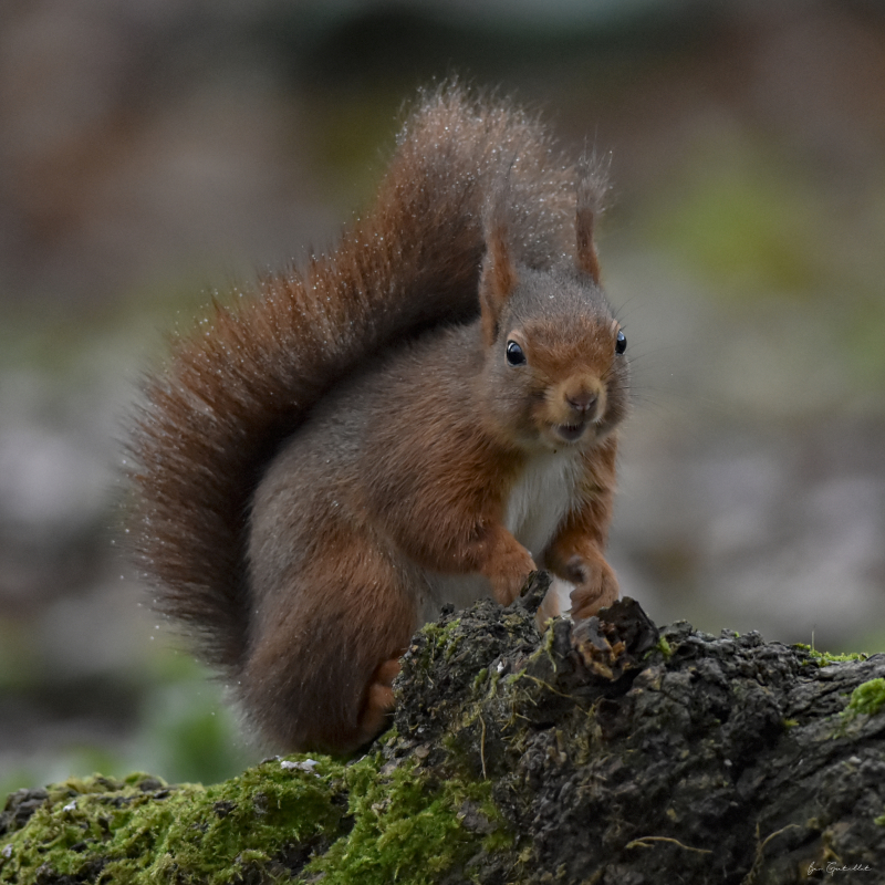 Photo Mammifères Ecureuil roux (Sciurus vulgaris)