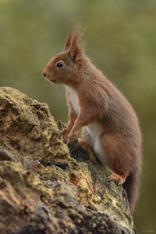 Photo Mammifères Ecureuil roux (Sciurus vulgaris)
