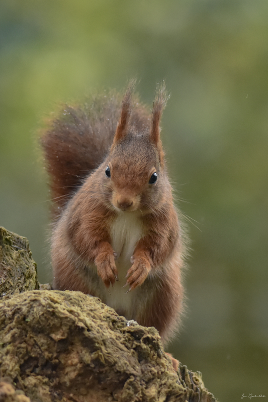 Photo Mammifères Ecureuil roux (Sciurus vulgaris)