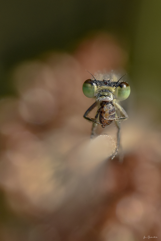Photo Insectes agrion jouvencelle (Coenagrion puella)