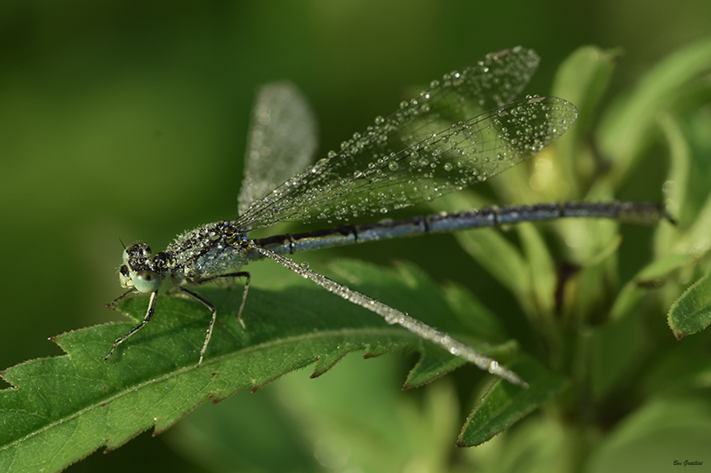 Photo Insectes agrion jouvencelle (Coenagrion puella)