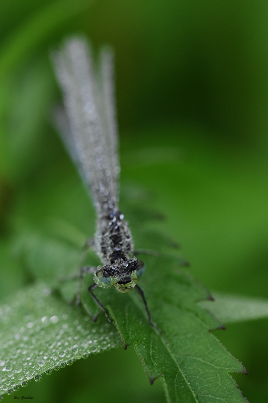 Photo Insectes agrion jouvencelle (Coenagrion puella)