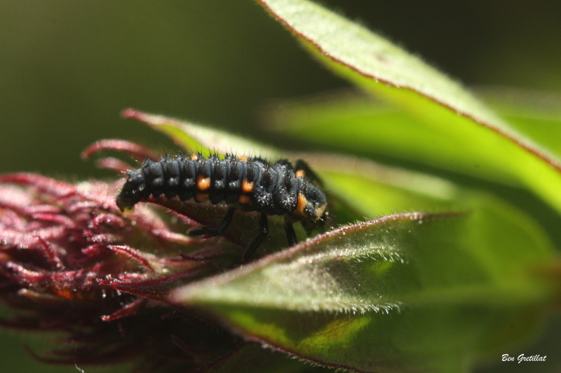 Photo Insectes Larve de coccinelle
