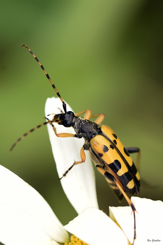 Photo Insectes Lepture tacheté (Rutpela maculata)