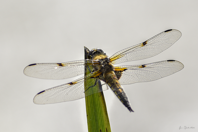 Photo Insectes Libellule à quatre taches (Libellula quadrimaculata)