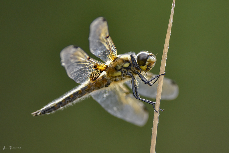 Photo Insectes Libellule à quatre taches (Libellula quadrimaculata)