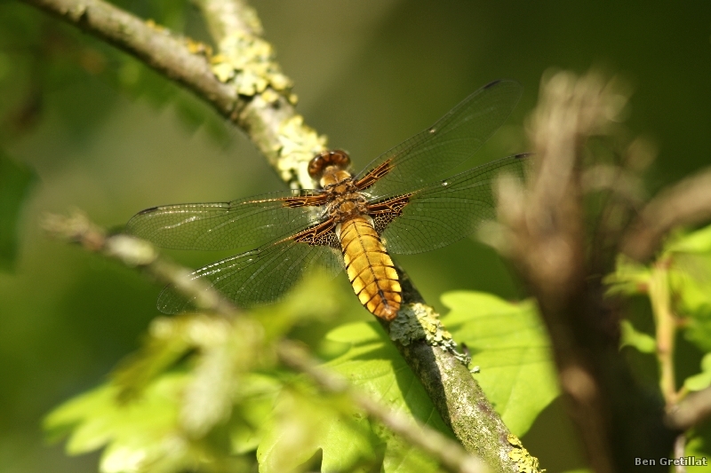 Photo Insectes Libellule déprimée (Libellula depressa)