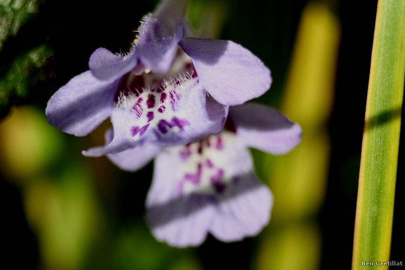 Photo Flore Lierre terrestre (Glechoma hederacea) 