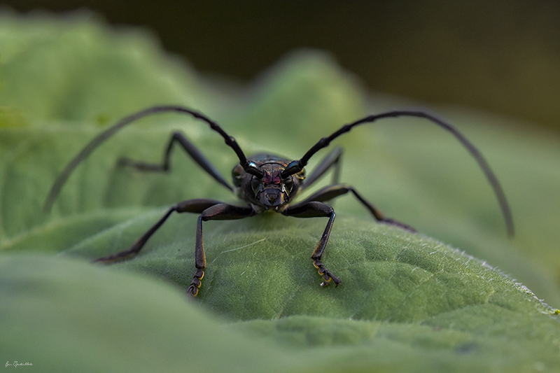 Photo Insectes Aromie musquée (Aromia moschata)