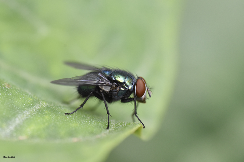 Photo Insectes Lucilie soyeuse (Lucilia sericata)
