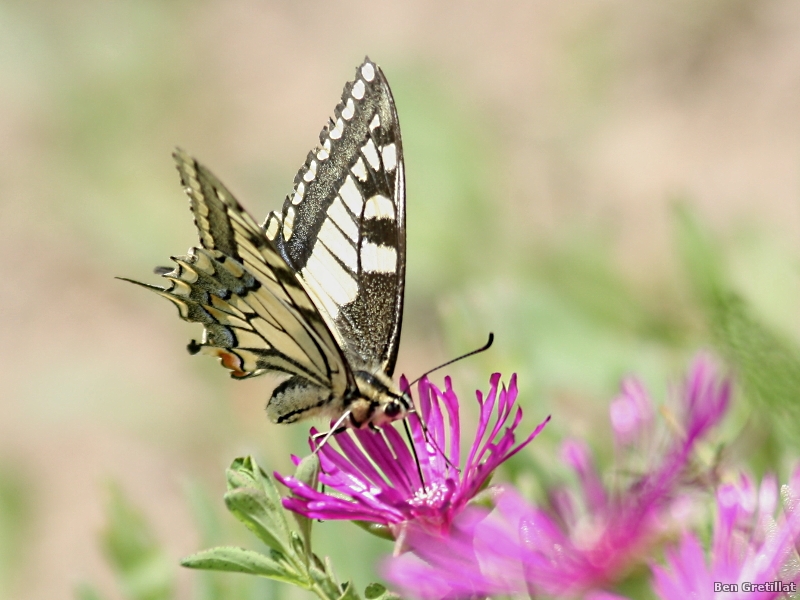 Photo Insectes Machaon (Papilio machaon)