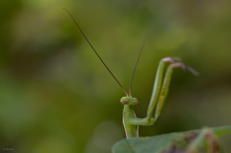 Photo Insectes Mante religieuse (Mantis religiosa)