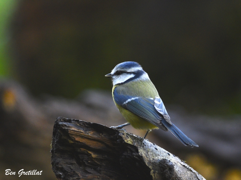 Photo Oiseaux Mésange bleue (Cyanistes caeruleus)