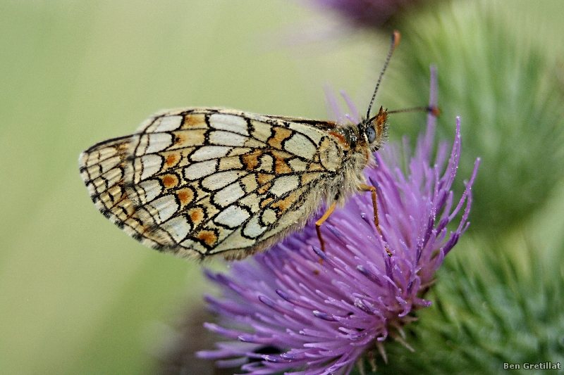 Photo Insectes Mélitée  des scabieuses (Mellicta parthenoides)