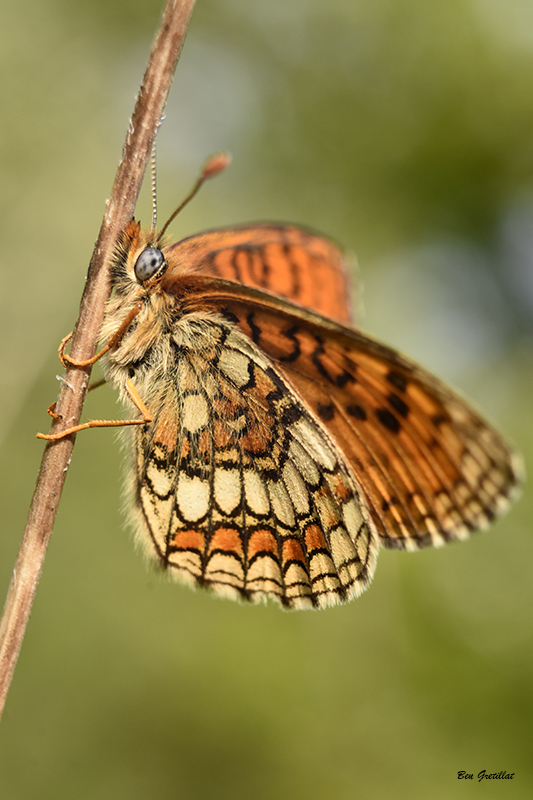 Photo Insectes Mélitée  des scabieuses (Mellicta parthenoides)