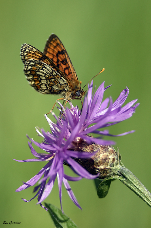 Photo Insectes Mélitée  des scabieuses (Mellicta parthenoides)