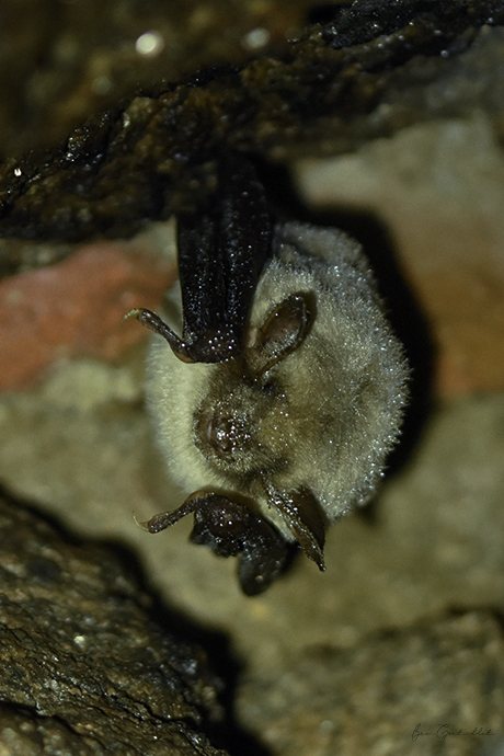 Photo Mammifères Murin à moustaches (Myotis mystacinus)