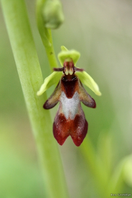 Photo Flore Ophrys mouche (Ophrys insectifera)