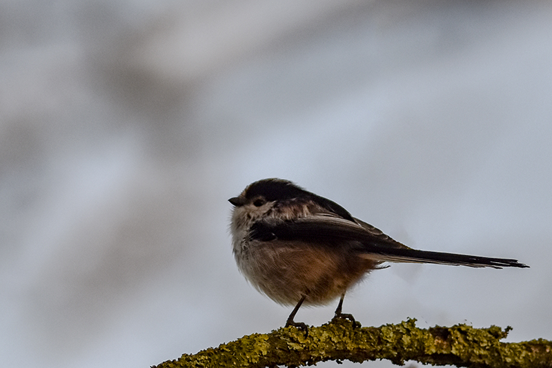 Photo Oiseaux Orite à longue queue (Aegithalos caudatus)